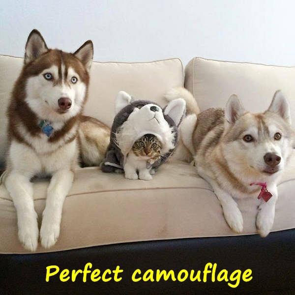 Perfect camouflage
