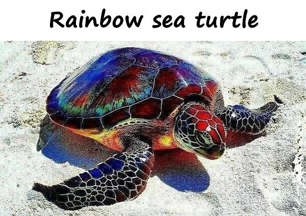 Rainbow sea turtle