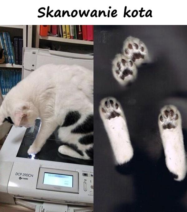 Scan the cat