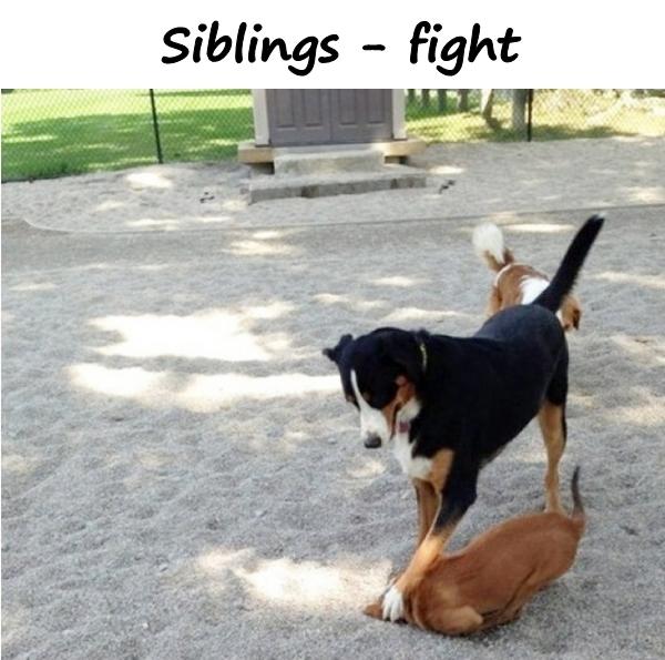 Siblings - fight