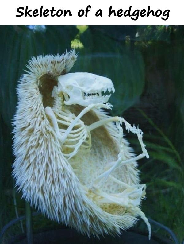 Skeleton of a hedgehog