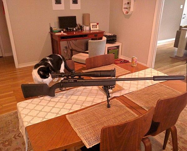 Sniper cat