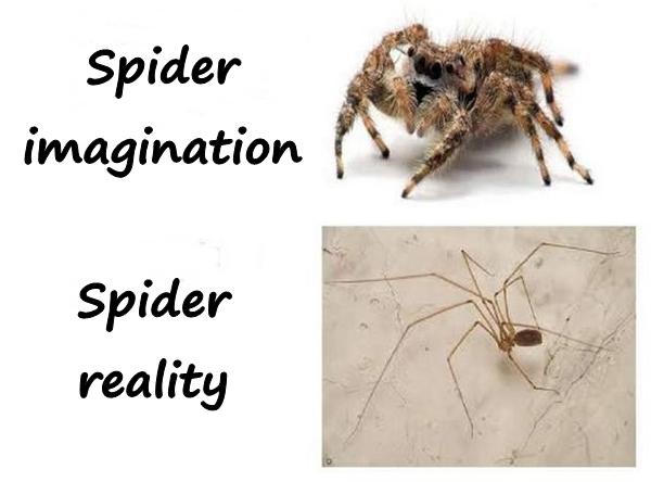 Spider: imagination and reality