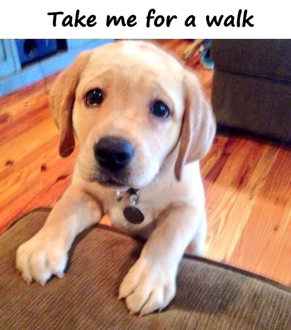 Take me for a walk