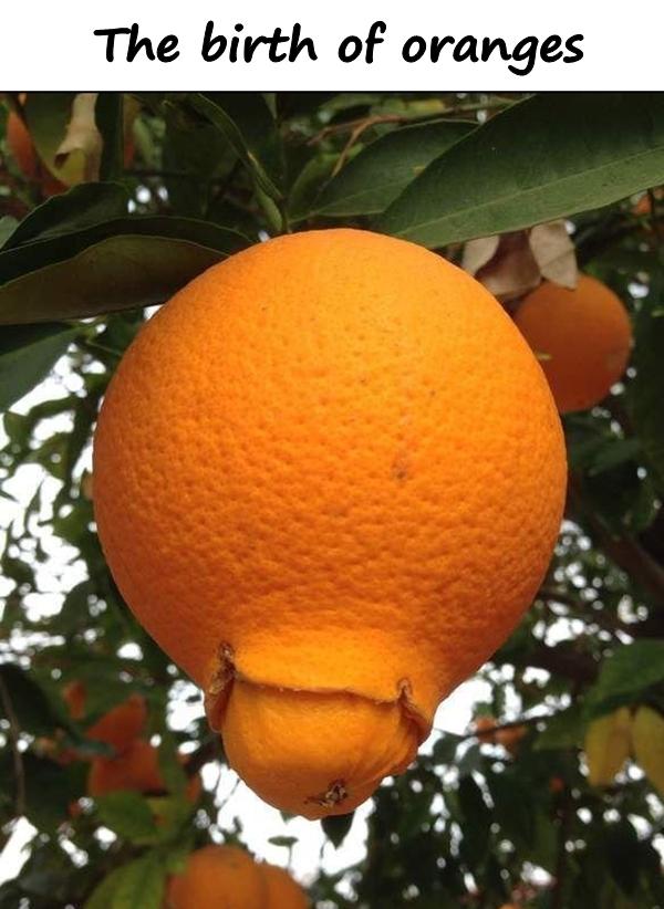 The birth of oranges