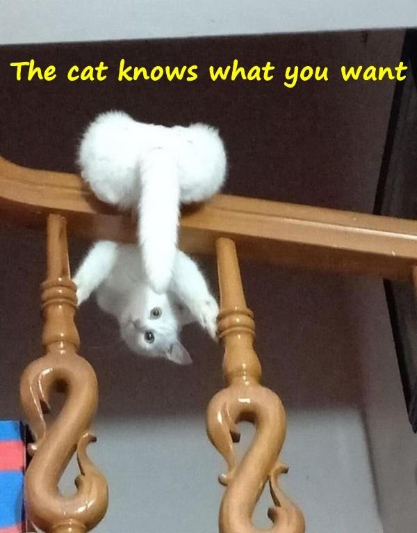 The cat knows what you want