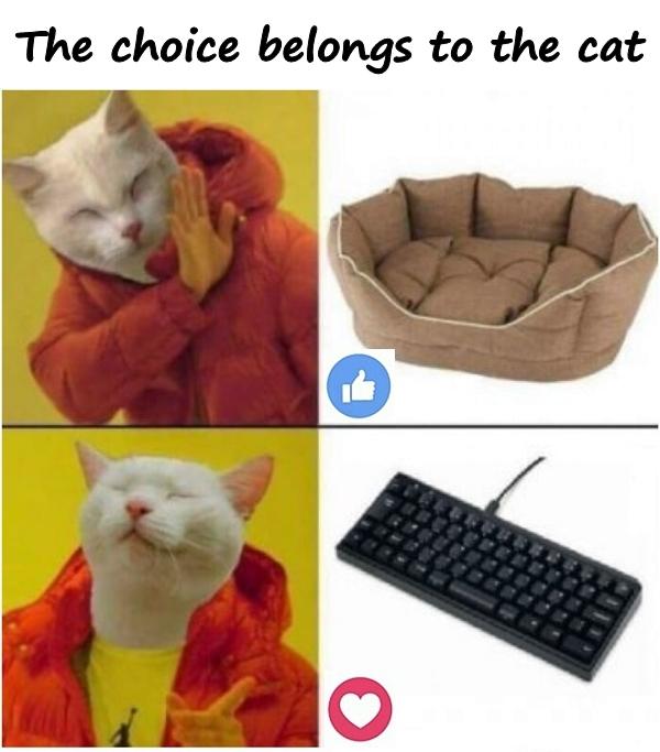 The choice belongs to the cat