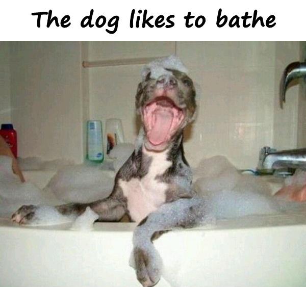 The dog likes to bathe