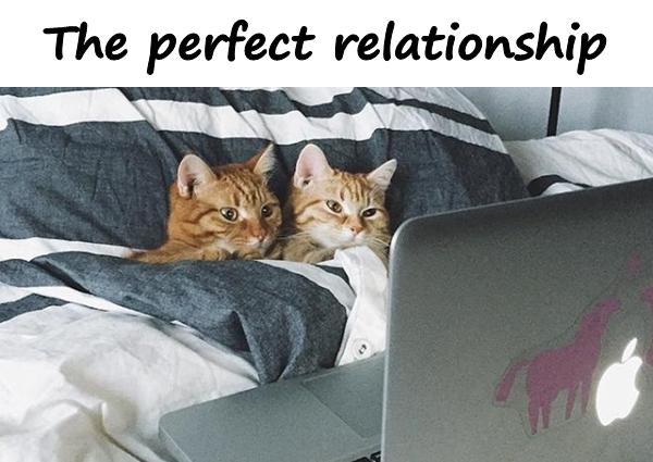 The perfect relationship