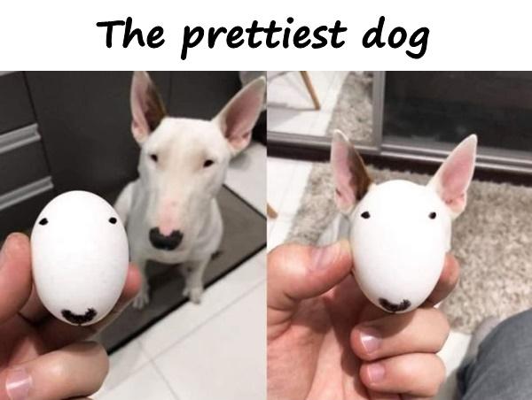 The prettiest dog