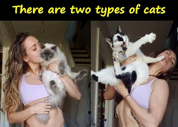 There are two types of cats...