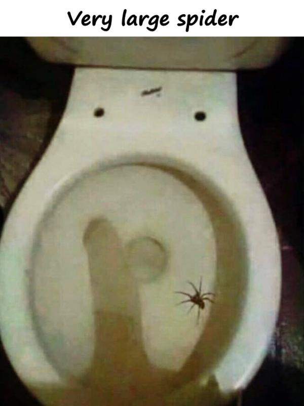 Very large spider