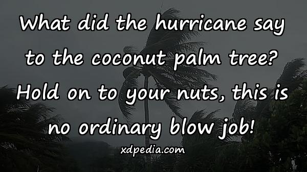 What did the hurricane say to the coconut palm tree? Hold on to your nuts, this is no ordinary blow job!