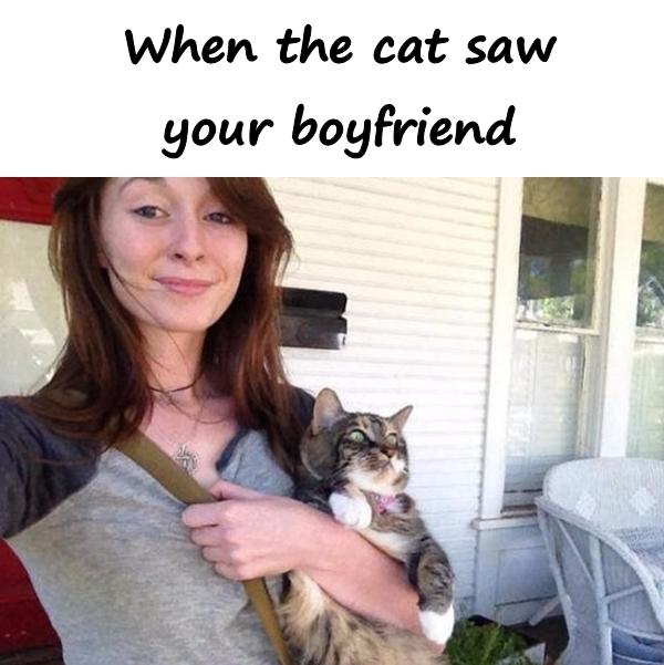 When the cat saw your boyfriend