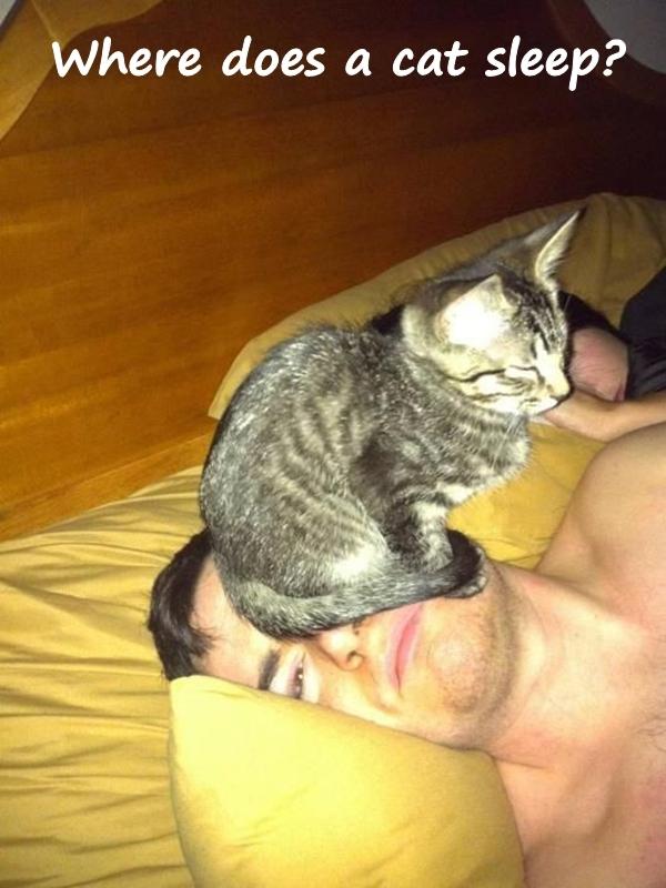 Where does a cat sleep?