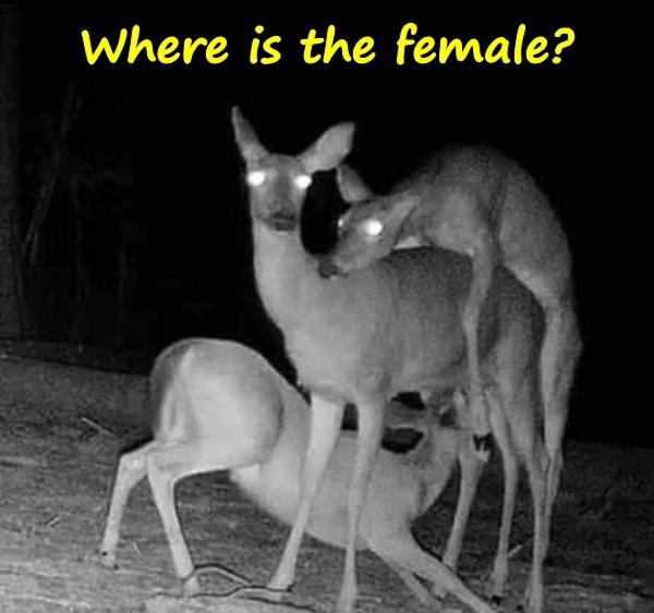 Where is the female?