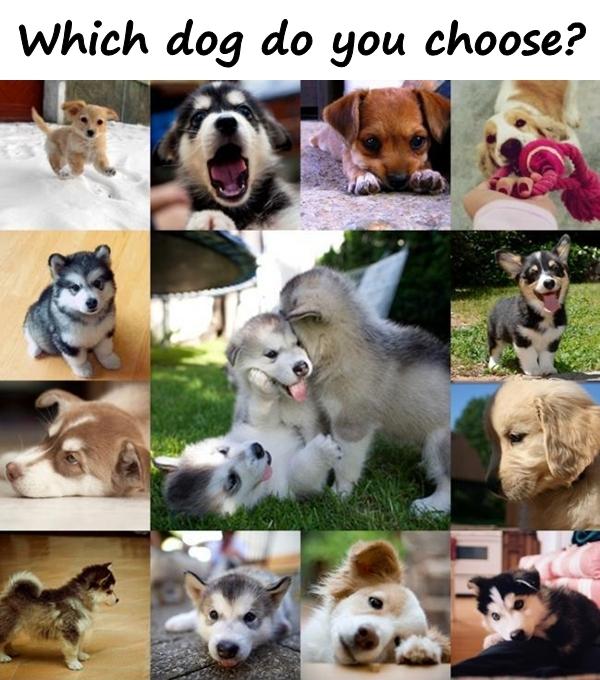 Which dog do you choose?