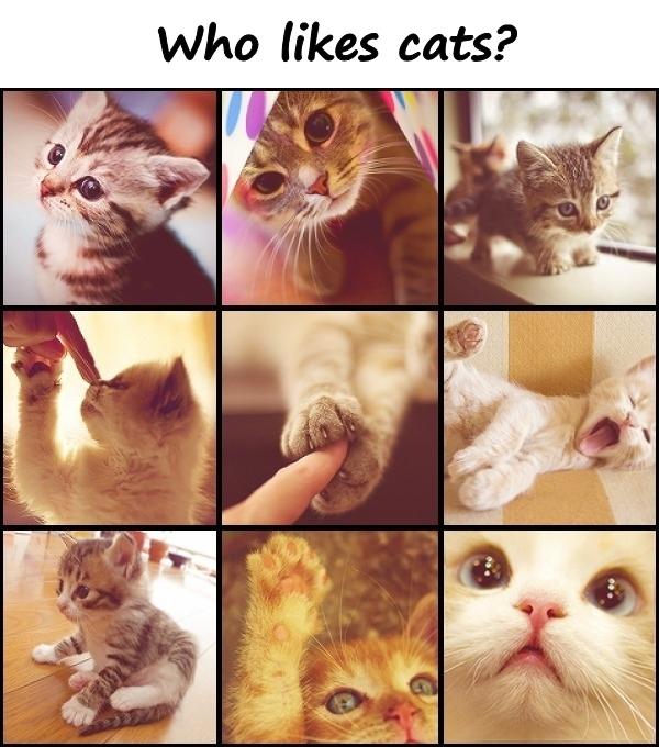 Who likes cats?
