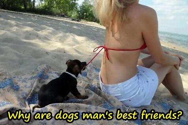 Why are dogs man's best friends?