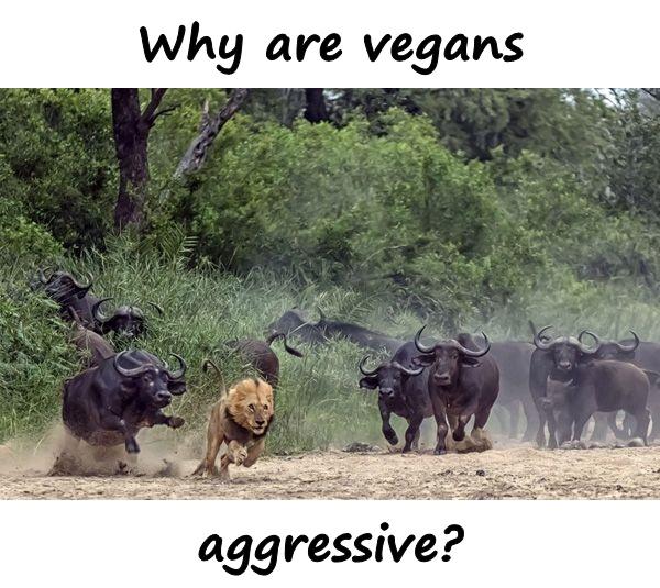 Why are vegans aggressive?