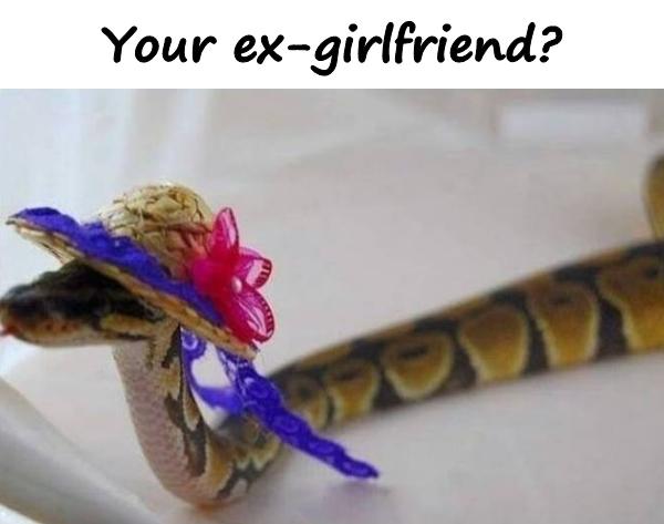 Your ex-girlfriend?