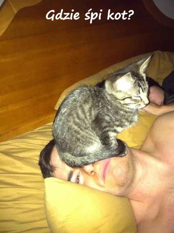 Gdzie śpi kot?