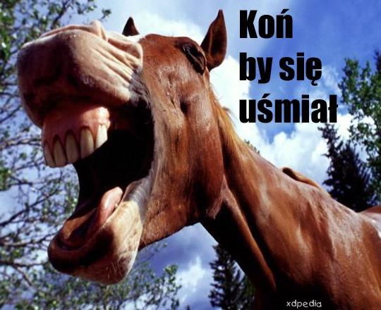 Koń by się uśmiał