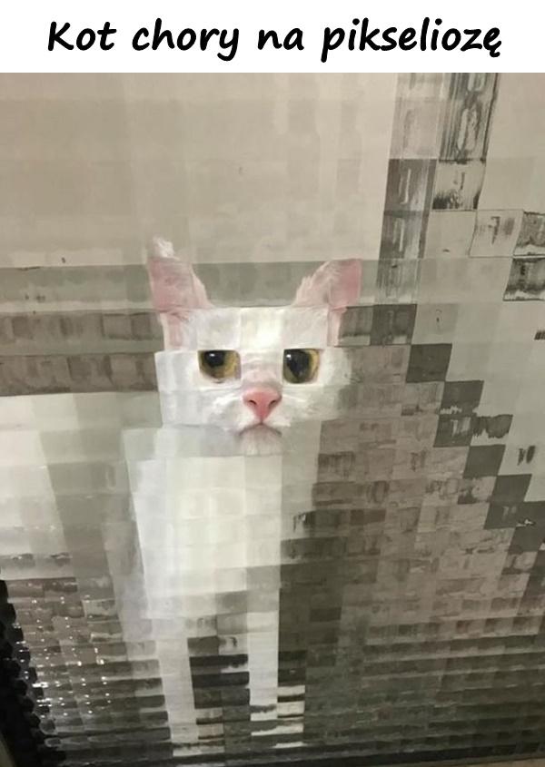 Kot chory na pikseliozę