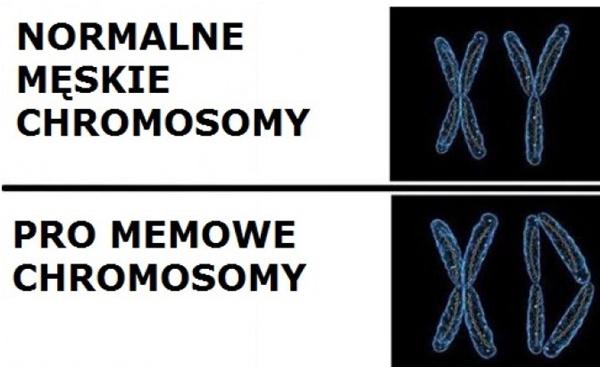 Męskie i pro memowe chromosomy