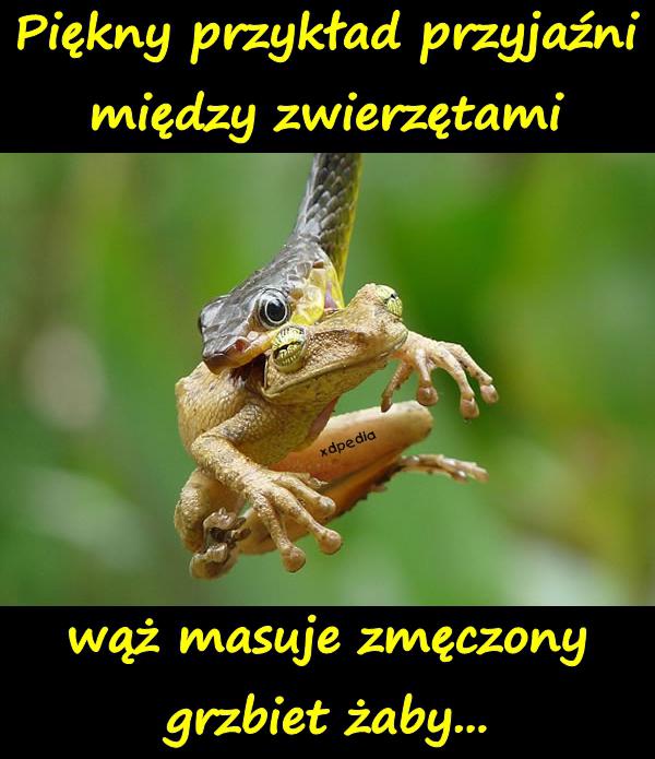 piekny_przyklad_przyjazni_miedzy_zwierze