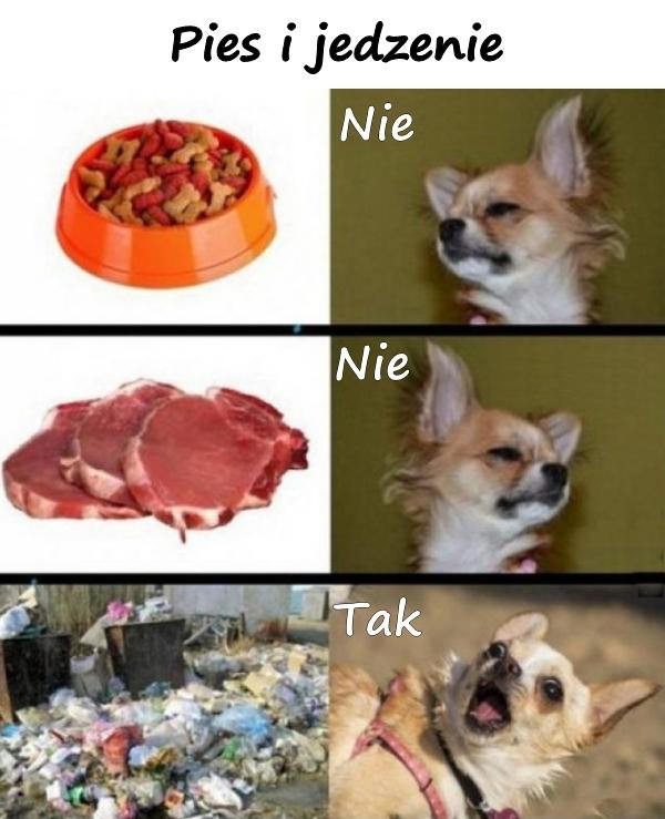 Pies i jedzenie