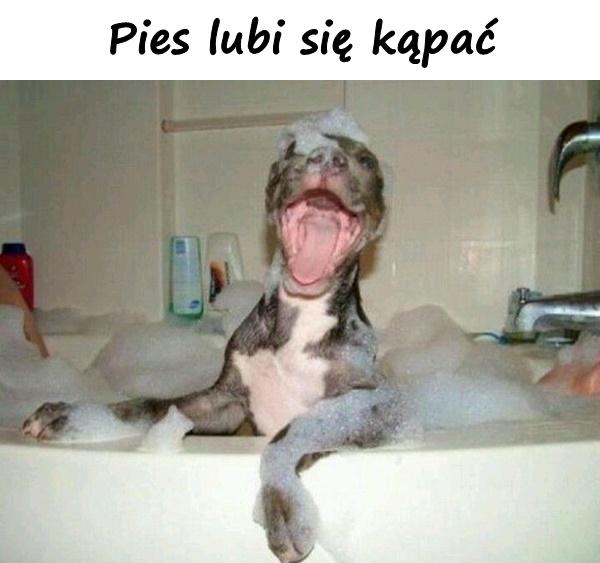 Pies lubi się kąpać