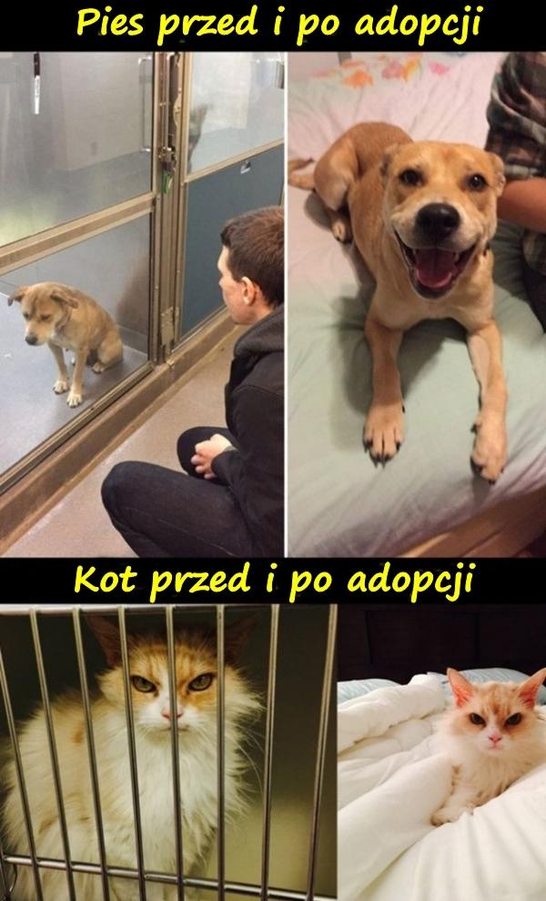 Pies przed i po adopcji. Kot przed i po adopcji.