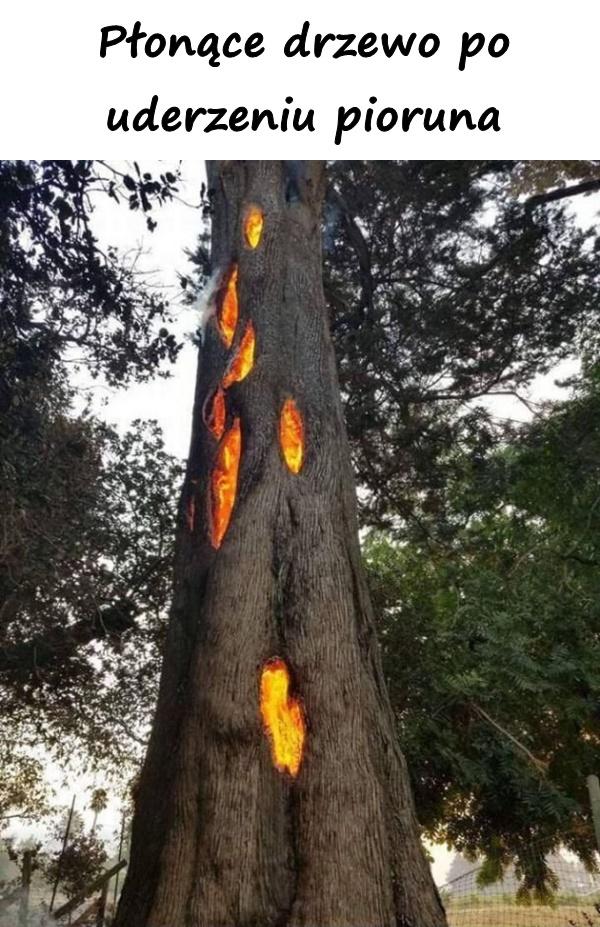 Płonące drzewo po uderzeniu pioruna