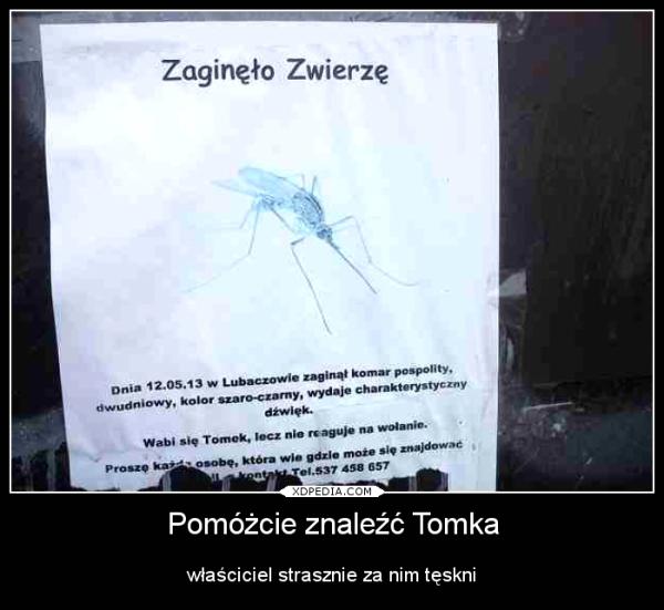 Zginęło zwierzę! Dnia 12.05.13 w Lubaczowie zaginął komar pospolity, dwudniowy, kolor szaro-czarny, wydaje charakterystyczny dźwięk. Wabi się Tomek, lecz nie reaguje na wołanie. Proszę każdą osobę, która wie, gdzie może się znajdować o kontakt. Pomóżcie znaleźć Tomka, właściciel strasznie za nim tęskni.