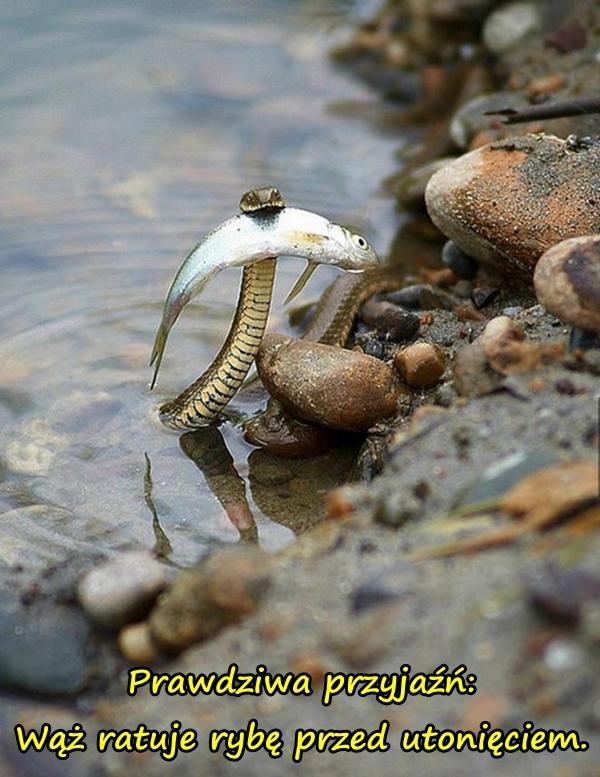 Prawdziwa przyjaźń: Wąż ratuje rybę przed utonięciem.