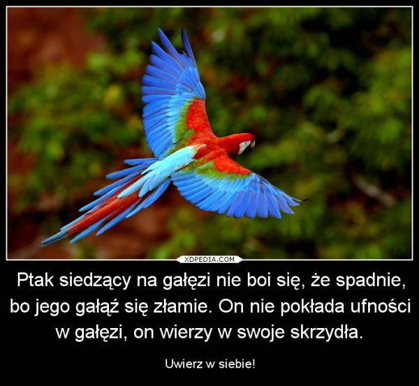 Ptak siedzący na gałęzi nie boi się, że spadnie, bo jego gałąź się złamie. On nie pokłada ufności w gałęzi, on wierzy w swoje skrzydła. Uwierz w siebie!
