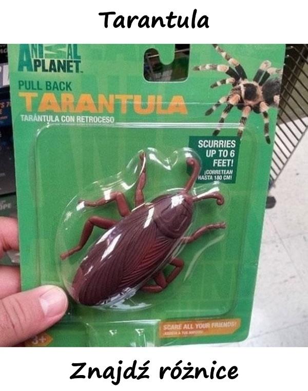 Tarantula - znajdź różnice