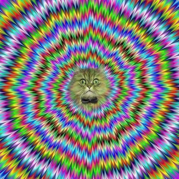 Ten kot chce Cię zahipnotyzować
